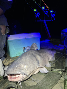 Catfish Fishing adventures await on James!